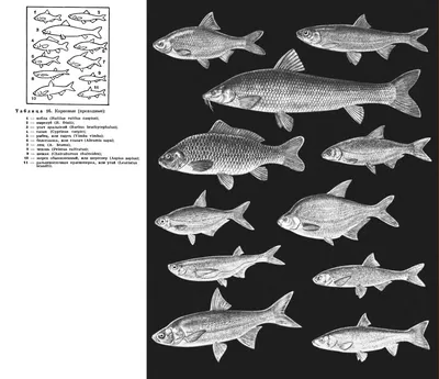 Энциклопедия \"Жизнь животных\" (1970). СЕМЕЙСТВО КАРПОВЫЕ (CYPRINIDAE)