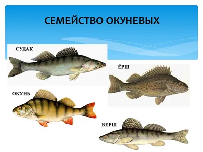 Конфеты для мирной рыбы | Уникальная насадка на семейство карповых | Делаем  сами - Смотреть видео онлайн