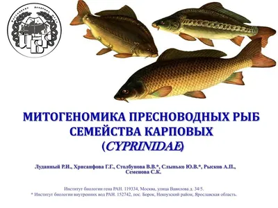 PPT - МИТОГЕНОМИКА ПРЕСНОВОДНЫХ РЫБ СЕМЕЙСТВА КАРПОВЫХ ( CYPRINIDAE )  PowerPoint Presentation - ID:938640