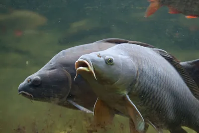 Ловля на Flat Feeder и приманки KINKI - Kinkibaits