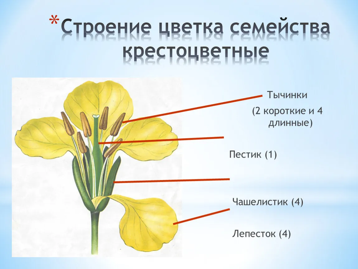 Признаки тычинки. Строение цветка крестоцветных растений. Схема цветка крестоцветных растений. Венчик крестоцветных. Строение околоцветника крестоцветных.