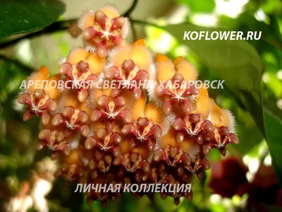 ХОЙЯ HOYA PRAETORII