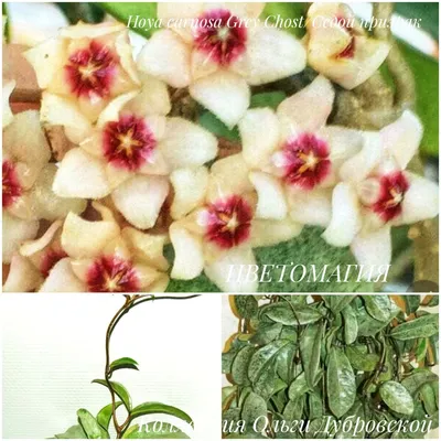 Hoya carnosa Grey Chost/хойя карноза седой призрак - ЦВЕТОМАГИЯ