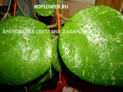 Hoya carnosa Crimson Queen / хойя карноза королева - ЦВЕТОМАГИЯ