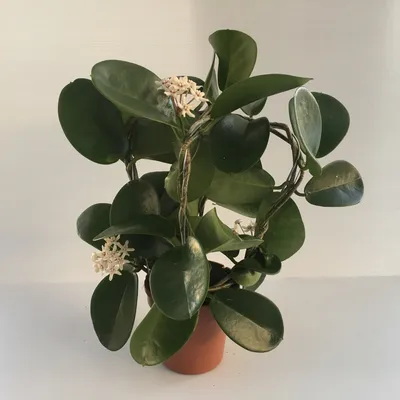 Hoya elliptica - Каталог цветов