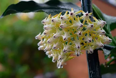 Хойя карноза (Hoya carnosa) - описание сорта, фото, саженцы, посадка,  особенности ухода. Дачная энциклопедия.