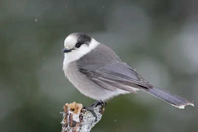 серая сойка, птица символ Канады | Gray jay, Our national bird, Bird