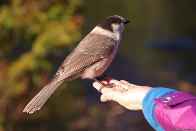 Серая сойка (Gray Jay) - Живность Ванкувера и окрестностей - Фотоальбомы -  Информация о Ванкувере