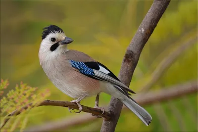 Голубая сойка Art Feather Персонаж, перо, животные, певчая птица, фауна png  | PNGWing