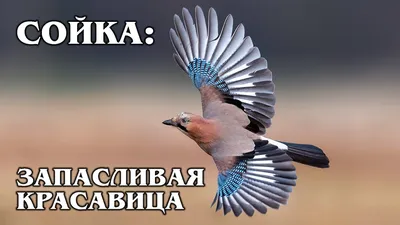 Выборы, где голос не украдут: в Беларуси проходят праймериз среди птичек.  Вы можете помочь кому-то победить