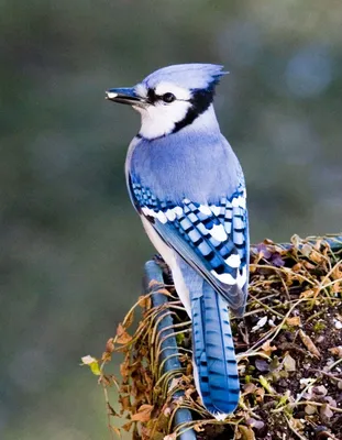 Сойка (Garrulus glandarius). Птицы Сибири.