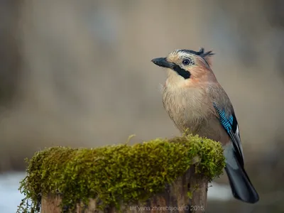 Сойка (Garrulus glandarius) (Sīlis)... - Дикая природа Латвии | Facebook