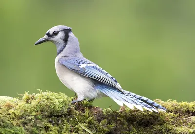 Сойка (Garrulus glandarius) Eurasian Jay - Врановые (Corvidae) -  Воробьеобразные Passeriformes - Классификатор птиц Таганрога и  Неклиновского района - Птицы Ростовской обл.В основе-Птицы  Таганрога/Некл.р-на