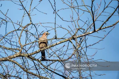 Rivals~конкуренты / Blue jay vs Hairy woodpecker Голубая сойка \u0026 Волосатый  дятел( самка)