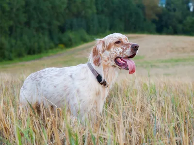 Английский сеттер - Hunting dog