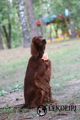 Шотландский сеттер (Gordon Setter) (Породы собак) Энциклопедия о животных  EGIDA.BY