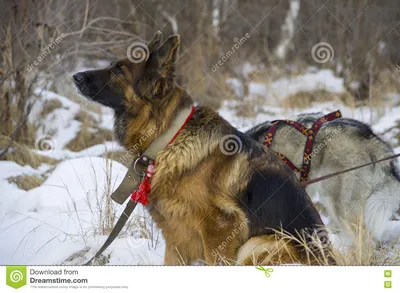 Немецкая овчарка и сибирская лайка идя в лес зимы Стоковое Фото -  изображение насчитывающей глаза, друзья: 82164920