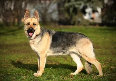 Восточная европейская собака (60 фото) - картинки sobakovod.club
