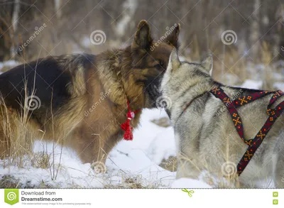 Немецкая овчарка и сибирская лайка идя в лес зимы Стоковое Фото -  изображение насчитывающей собака, предохранитель: 82174552