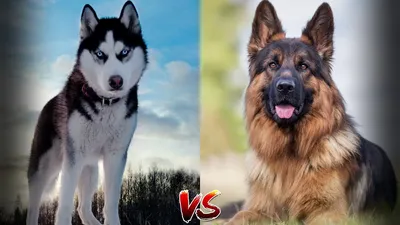 Немецкая овчарка против Хаски - Siberian husky Vs German shepherd - YouTube