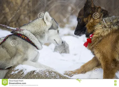 Немецкая овчарка и сибирская лайка идя в лес зимы Стоковое Фото -  изображение насчитывающей осипло, собаки: 82175054