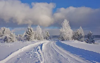 Обои Сибирь, зима, снег, дерево, замораживание на телефон Android,  1080x1920 картинки и фото бесплатно