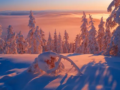 Сибирь зимой - 56 фото