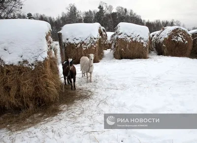 Сибирский скитур. Бесснежный и беспощадный.