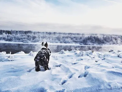 Фото Россия Сибирь Зима Природа Небо снегу дерево