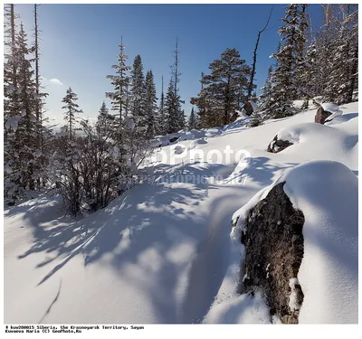 Лес в Сибири стоковое фото. изображение насчитывающей ð½ðµð±o - 171332706