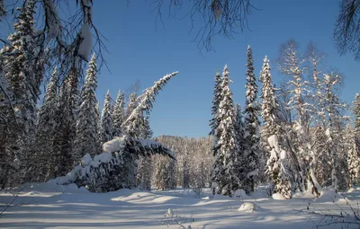 Сколько снега зимой в Сибири? - Видео, где много снега на крышах домов и в  огороде - YouTube