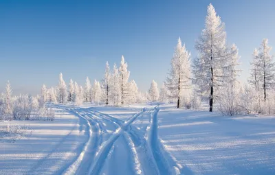 лес, зима, снег, Сибирь, новосибирск, деревья, холодно, природа, пейзаж,  живописный, мороз | Pikist