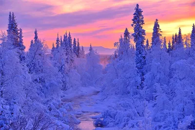 Сибирский лес зимой - 53 фото