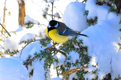 Птицы зимой - фото и картинки: 63 штук