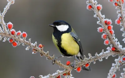 Фото животное птица Great tit Синицы Зима льда Ягоды Ветки 3840x2400