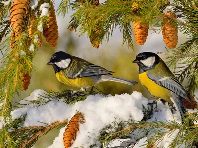 Птицы зимой в лесу - фото и картинки: 33 штук