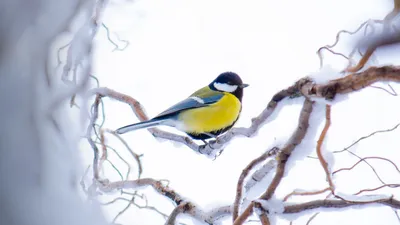 Обои синица, ветка, снег, птица, желтый, сидит, зима картинки на рабочий  стол, фото скачать бесплатно