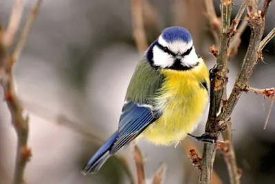 Лазоревка#зима #лазоревка #лес #птицы #синица | Птицы, Синица, Животные