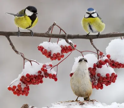 Птички зимой картинки - 71 фото