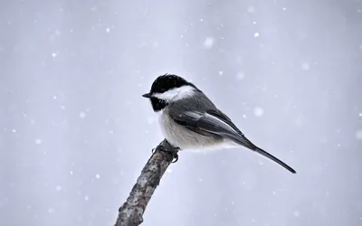 Особенности питания птиц зимой | Улитка Марта - понятная биология | Дзен