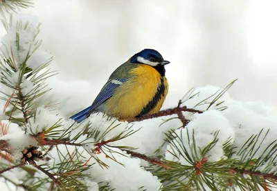 Маленькая синица птицы сидит на снежной ветви клена зимой Стоковое  Изображение - изображение насчитывающей черный, майор: 188671605