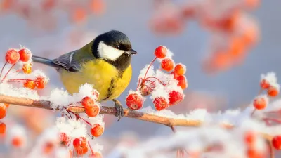 Обои Зима, синица, птица, красные ягоды, снег 1920x1440 HD Изображение