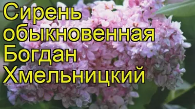 Интернет-магазин садовода ДЕЛЁНКА - Сирень Богдан Хмельницкий