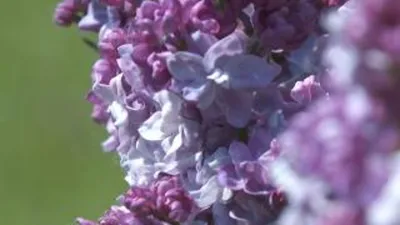 Купить Сирень обыкновенная Виолетта в садовом центре Зеленый сад в г.  Клинцы!