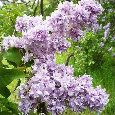 Сирень \"Эрцгерцог Иоганн\" / Syringa vulgaris \"Erzherzog Johann\" - Купить  саженцы сирени в питомнике – выгодные цены в интернет-магазине в Москве