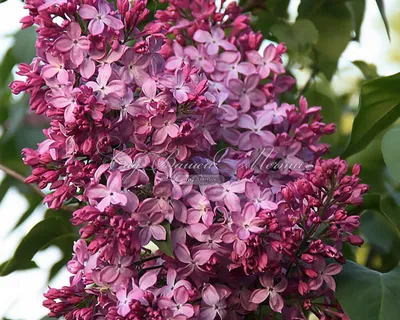 IV. Лилово-сиреневые сирени | Lilac Garden