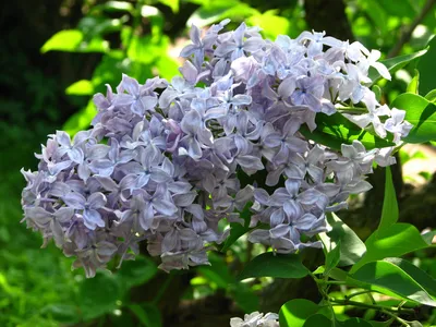 IV. Лилово-сиреневые сирени | Lilac Garden