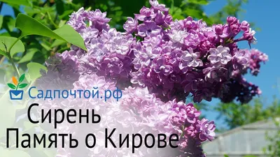 Сиреневый сад» - райский уголок Москвы. | Культура Двух Столиц