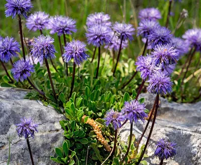 Цветок скабиоза: выращивание из семян, правила ухода, фото сортов и их  описание