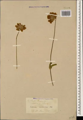 MW0720953, Scabiosa caucasica (Скабиоза кавказская), specimen